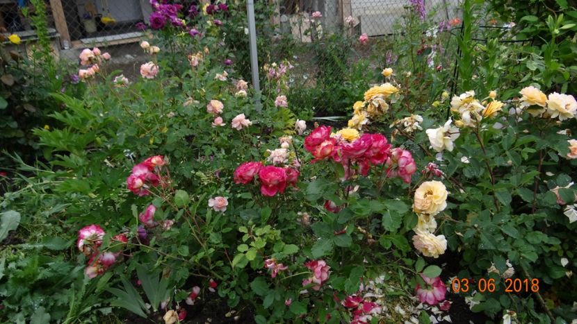  - Trandafiri iunie I