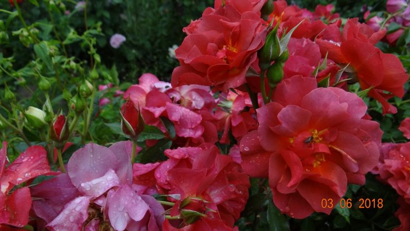 Cinco - Trandafiri iunie I