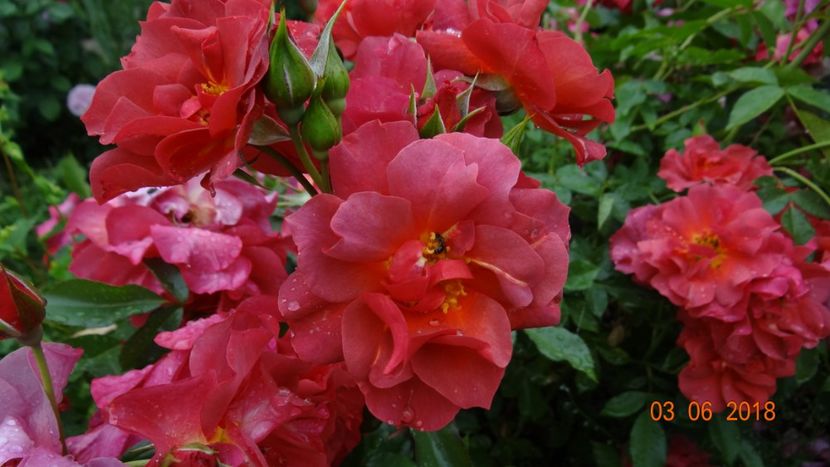  - Trandafiri iunie I
