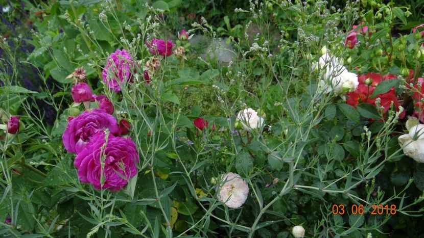 Purple Lodge - Trandafiri iunie I