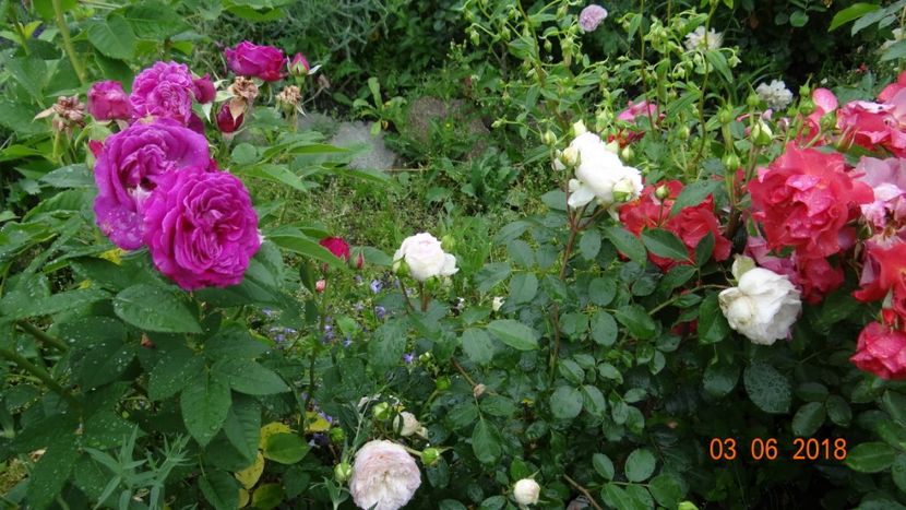 - Trandafiri iunie I