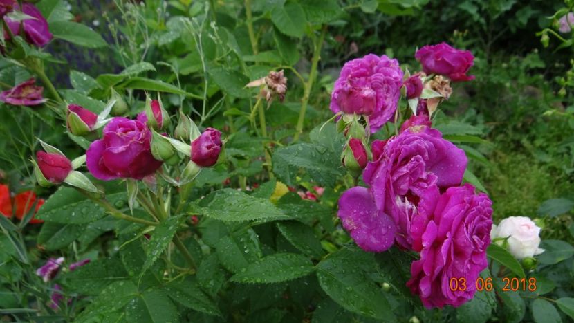  - Trandafiri iunie I