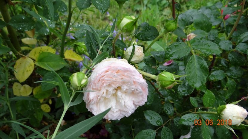  - Trandafiri iunie I