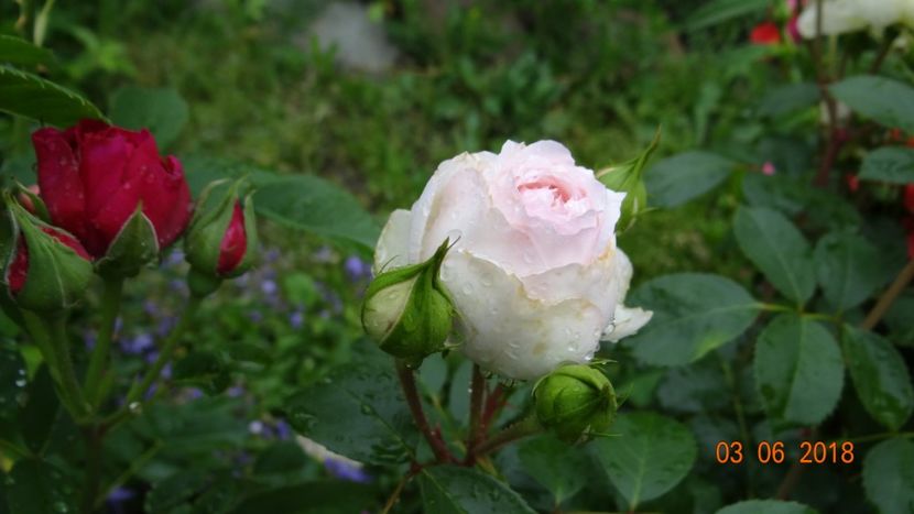  - Trandafiri iunie I