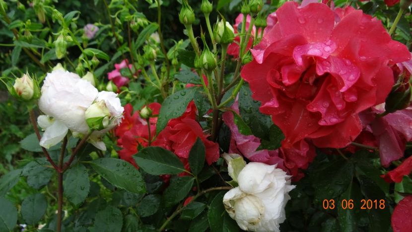  - Trandafiri iunie I