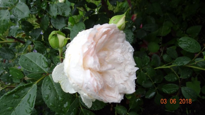  - Trandafiri iunie I