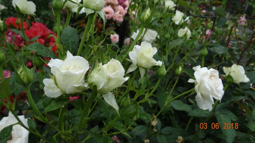  - Trandafiri iunie I