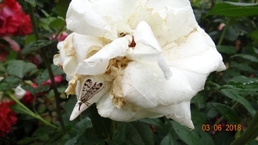 Et Voila ! - Trandafiri iunie I