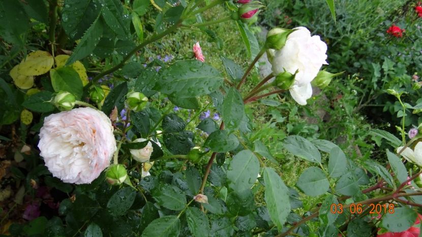  - Trandafiri iunie I