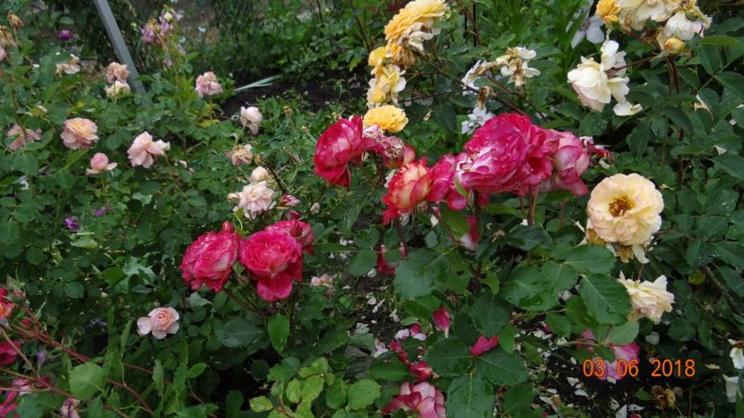 Dr Massad - Trandafiri iunie I