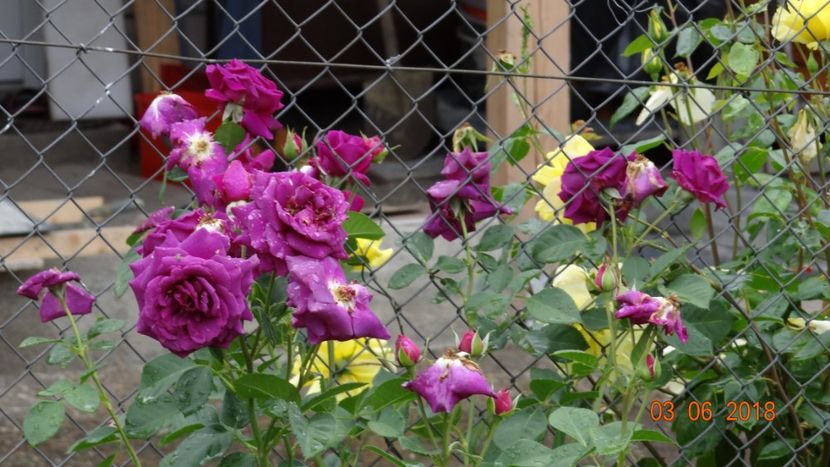 Parfum de Reve - Trandafiri iunie I