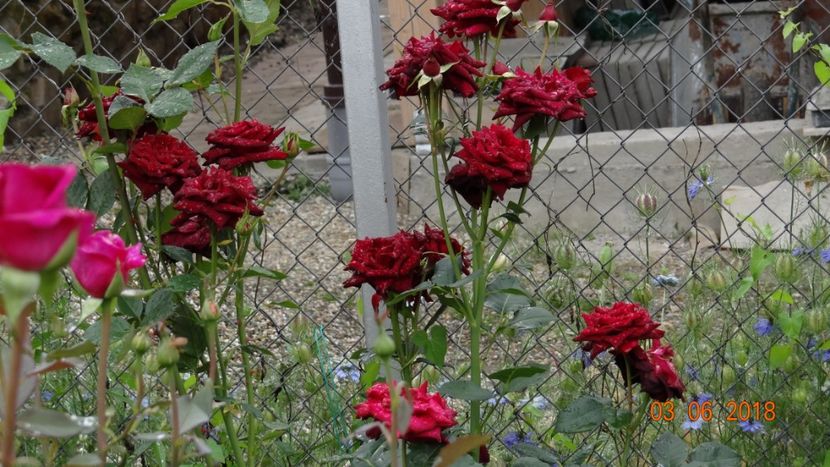  - Trandafiri iunie I