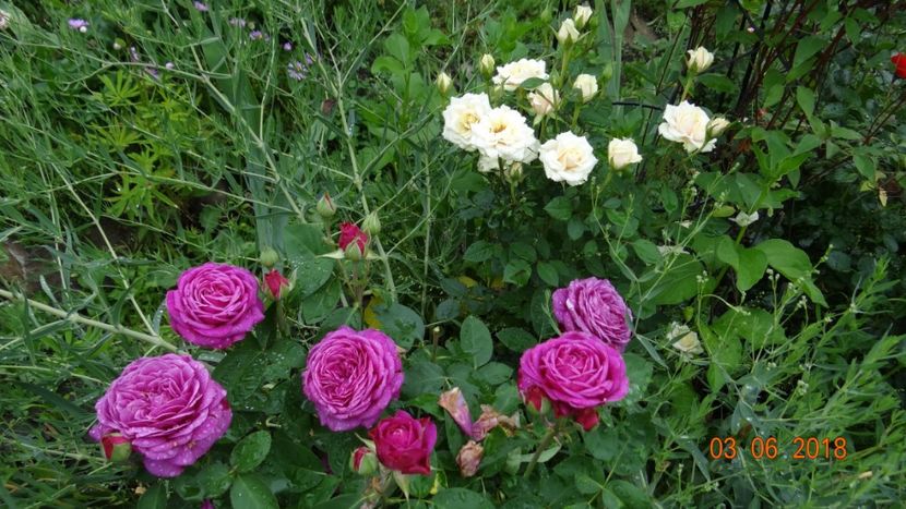 - Trandafiri iunie I