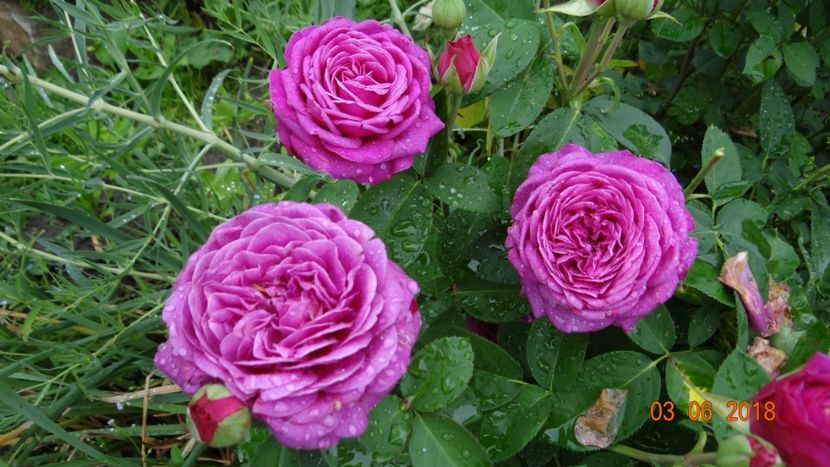 Heidi - Trandafiri iunie I