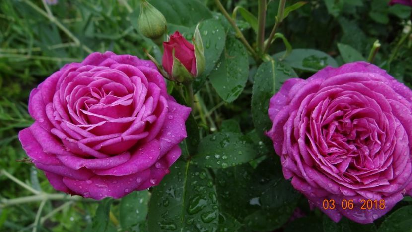  - Trandafiri iunie I