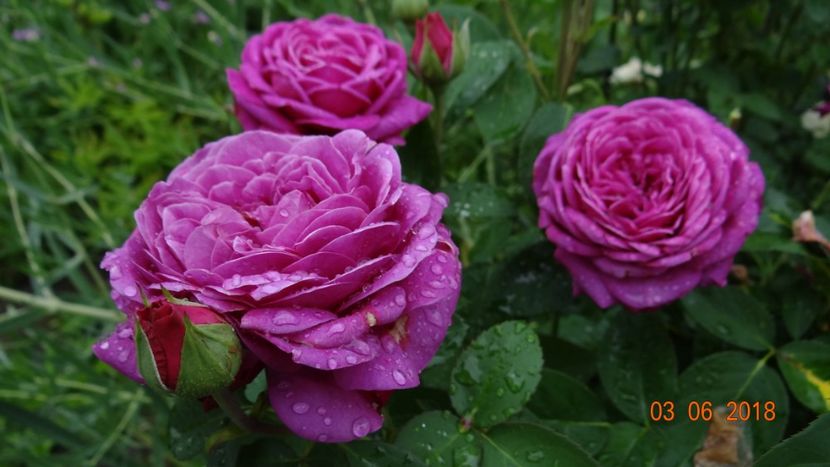  - Trandafiri iunie I