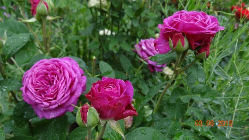  - Trandafiri iunie I