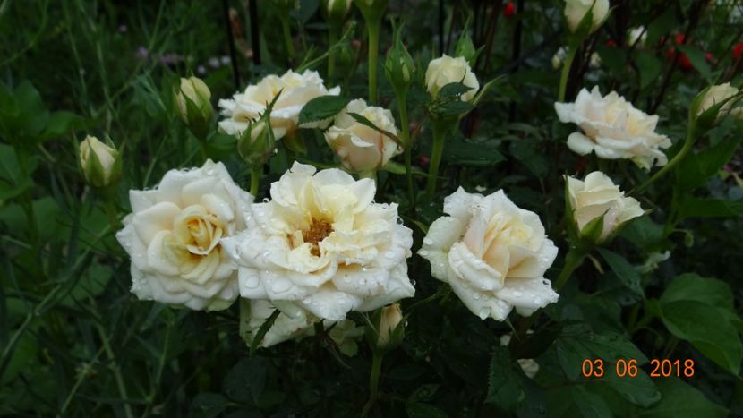 ? - Trandafiri iunie I