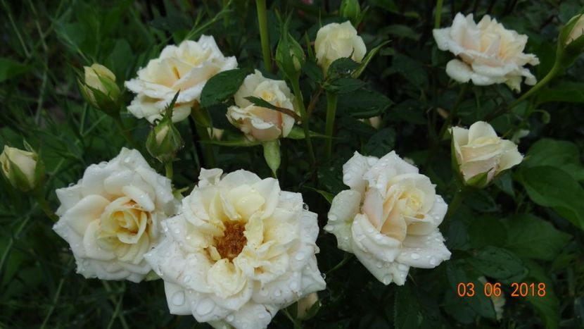  - Trandafiri iunie I