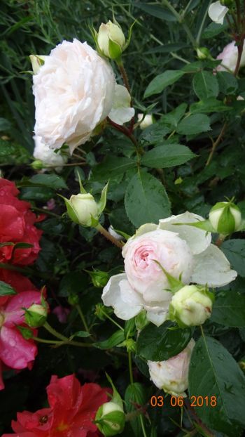  - Trandafiri iunie I