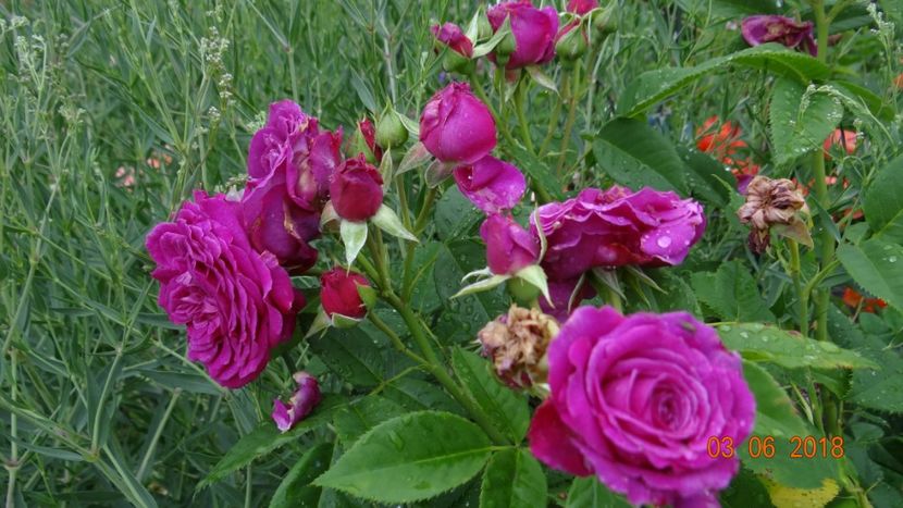  - Trandafiri iunie I