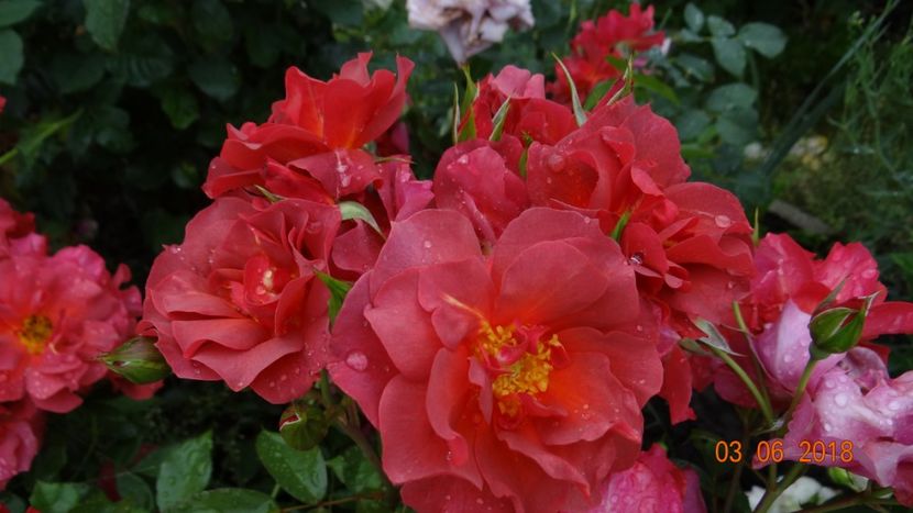 Cinco - Trandafiri iunie I