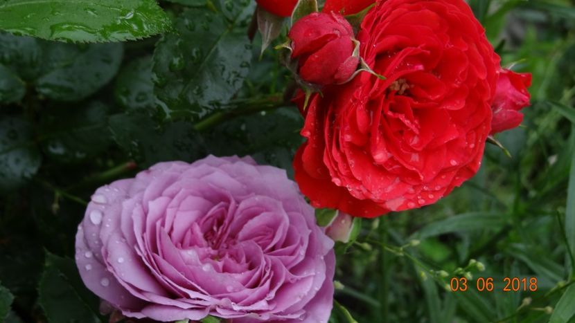  - Trandafiri iunie I