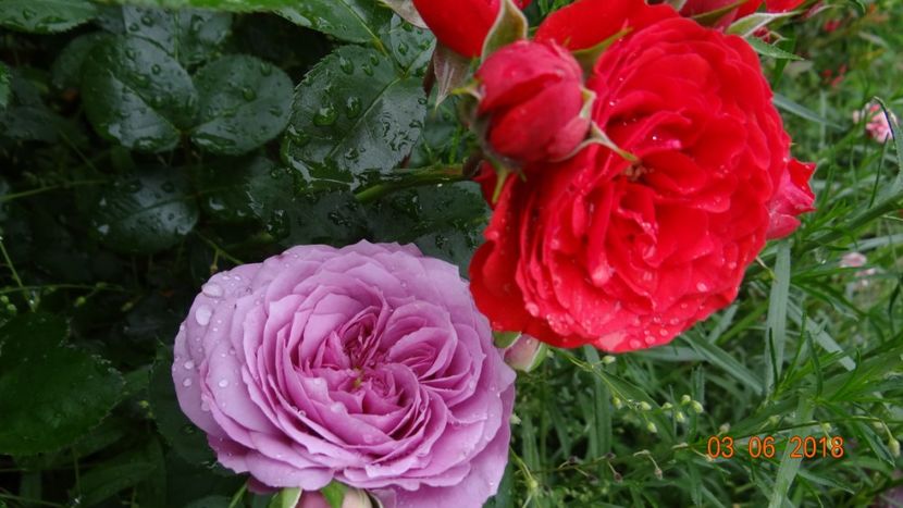  - Trandafiri iunie I