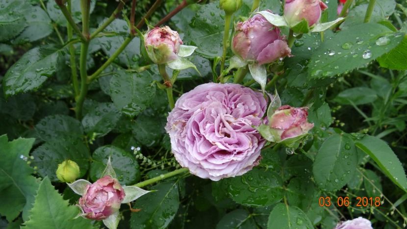 Lavander Ice - Trandafiri iunie I