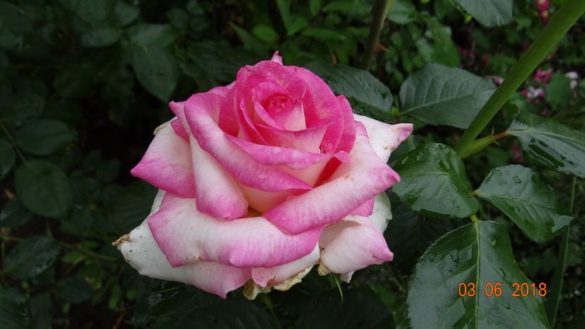 Perception - Trandafiri iunie I