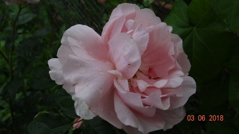  - Trandafiri iunie I