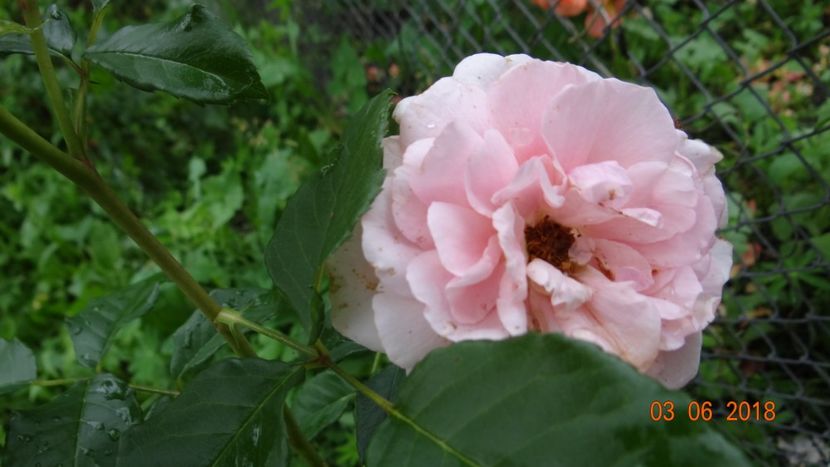  - Trandafiri iunie I