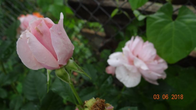  - Trandafiri iunie I