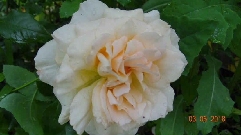 Chandos B - Trandafiri iunie I