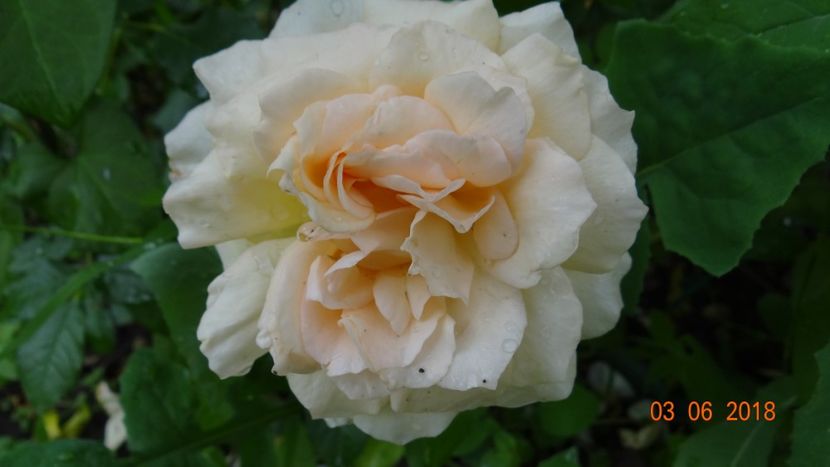  - Trandafiri iunie I