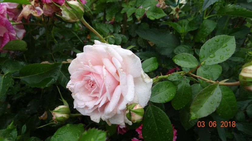  - Trandafiri iunie I