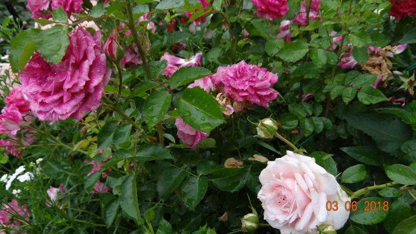  - Trandafiri iunie I