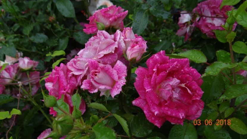  - Trandafiri iunie I