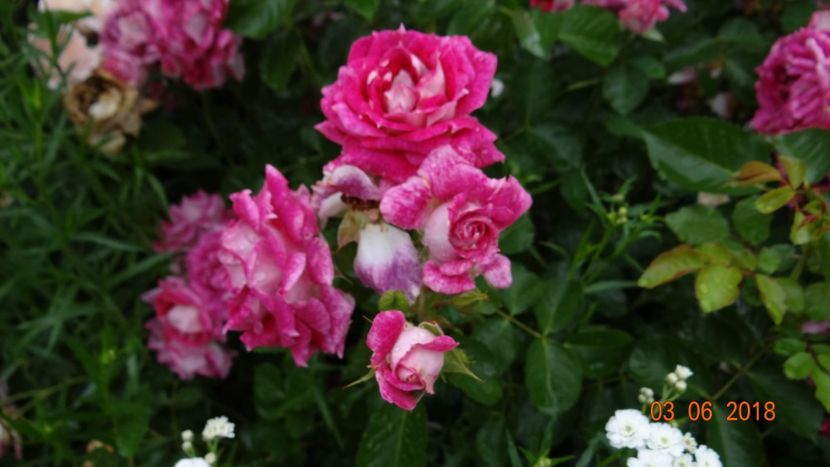  - Trandafiri iunie I