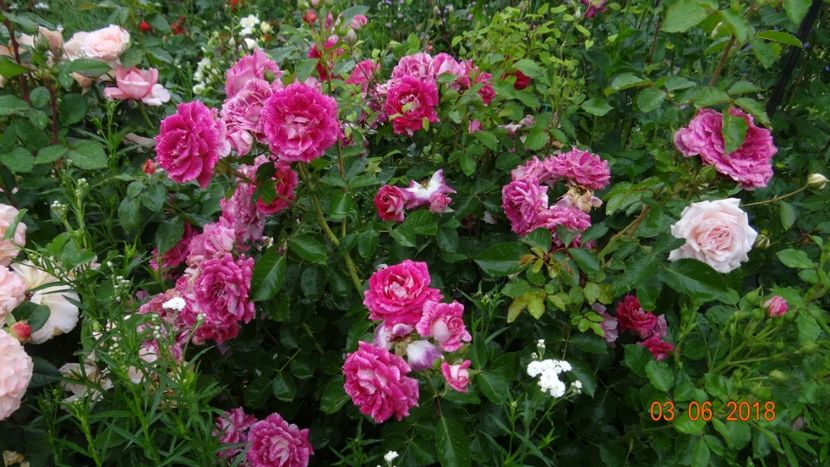  - Trandafiri iunie I