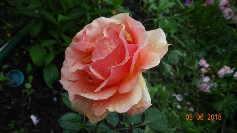 Ashram - Trandafiri iunie I