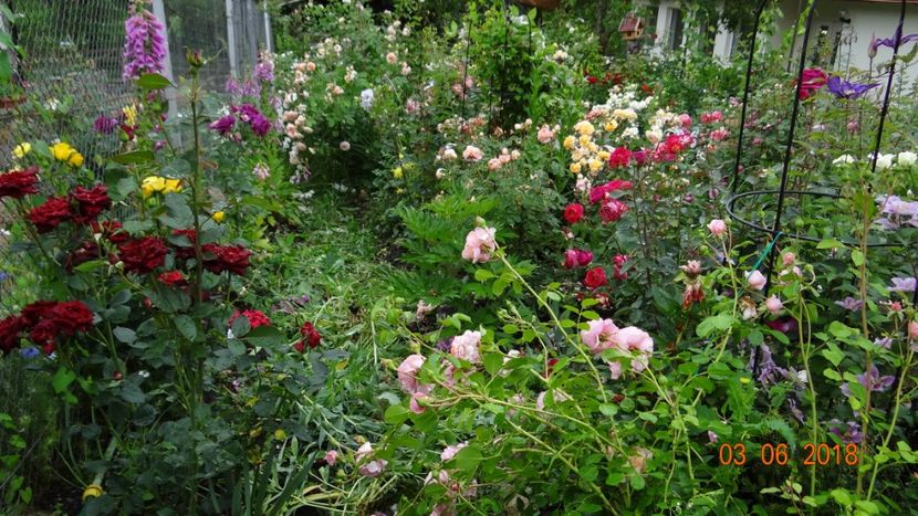  - Trandafiri iunie I