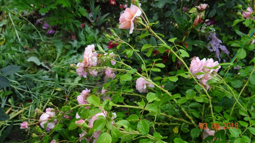  - Trandafiri iunie I