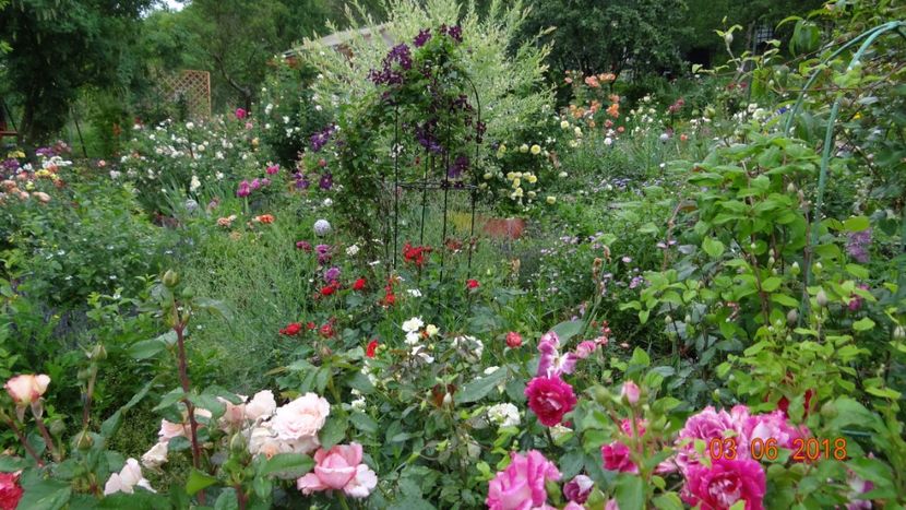  - Trandafiri iunie I