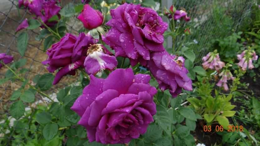  - Trandafiri iunie I