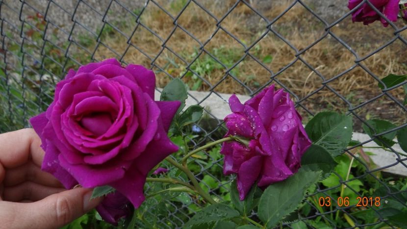  - Trandafiri iunie I