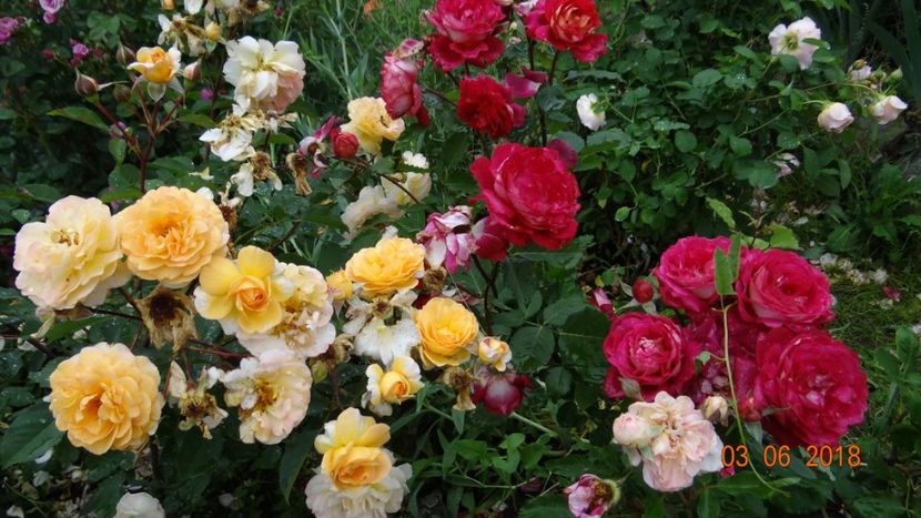  - Trandafiri iunie I