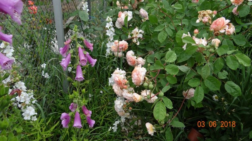  - Trandafiri iunie I