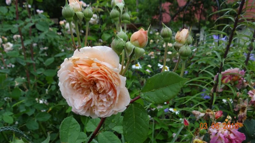  - Trandafiri iunie I