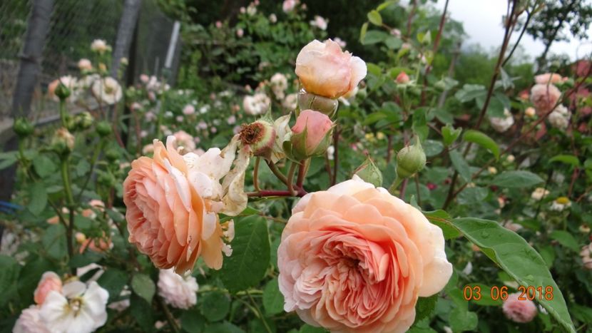  - Trandafiri iunie I